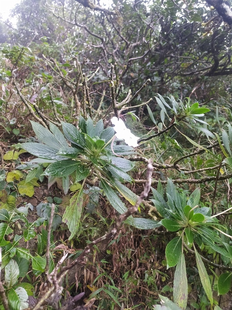 Impatiens henslowiana photo 6