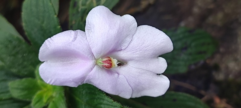 Impatiens henslowiana photo 7