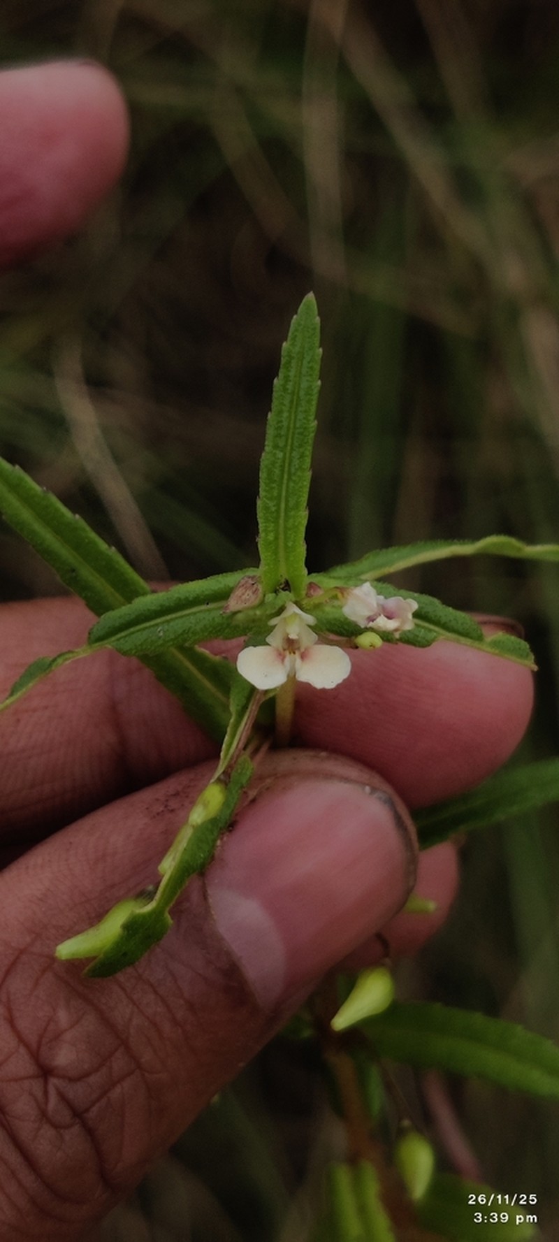 Impatiens herbicola