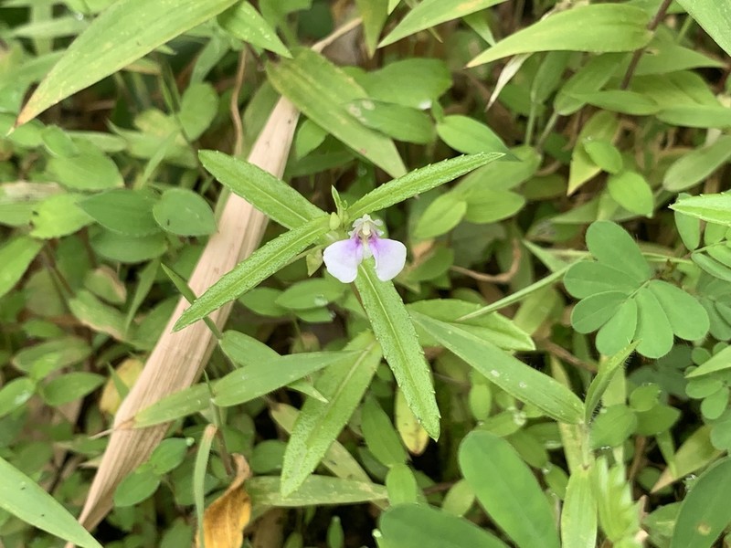 Impatiens herbicola photo 2