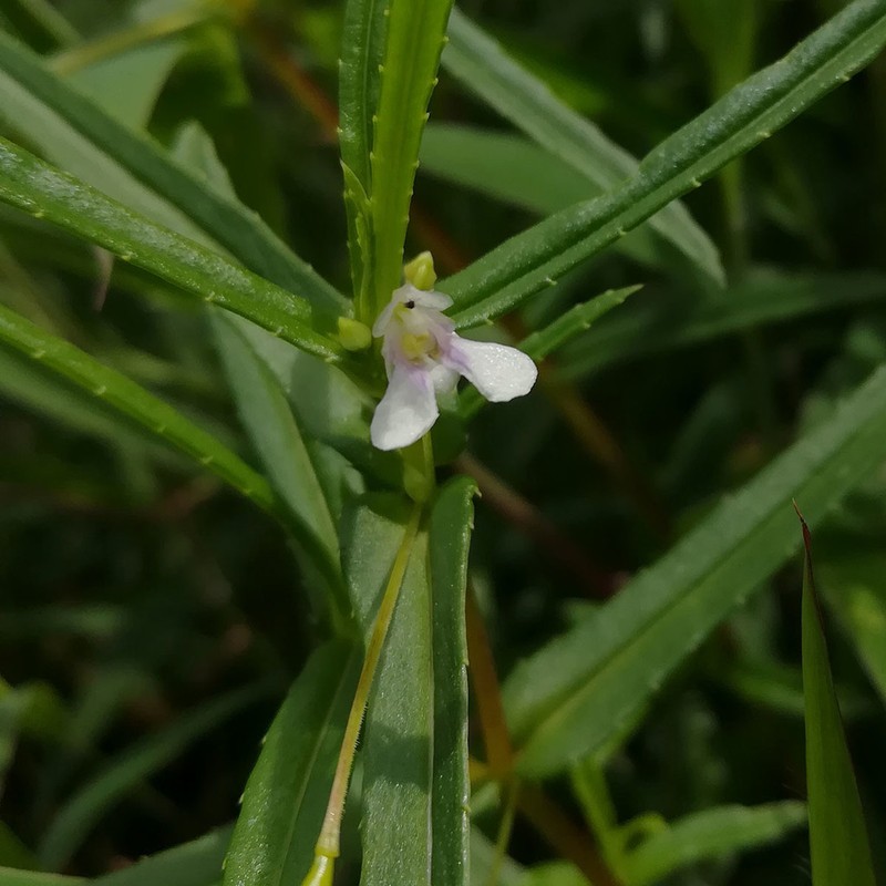 Impatiens herbicola photo 3