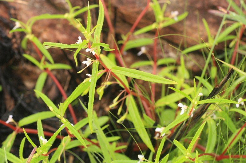 Impatiens herbicola photo 4