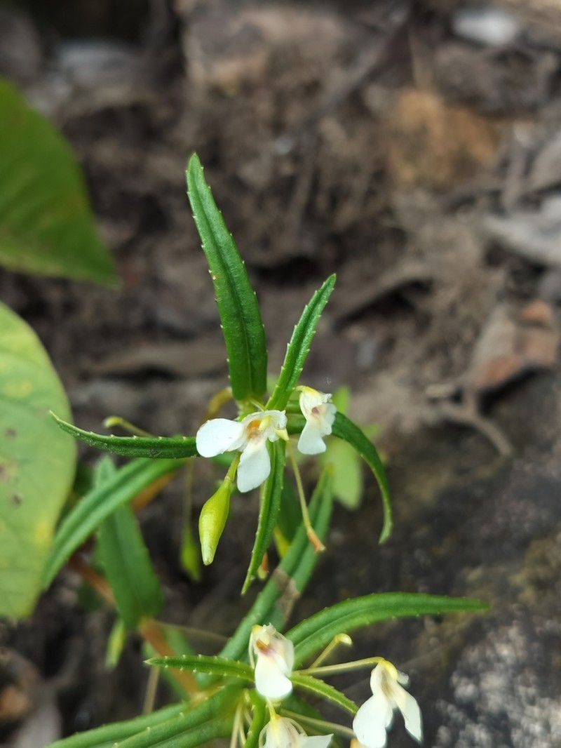 Impatiens herbicola photo 5
