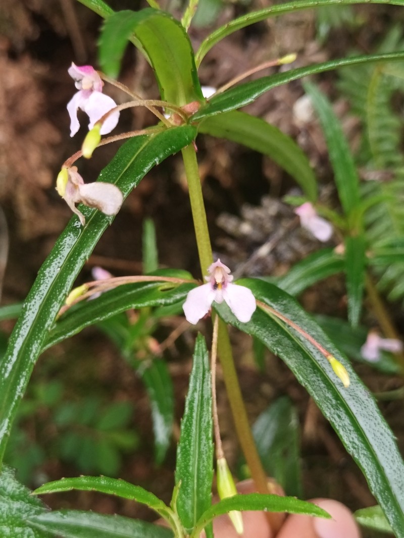 Impatiens herbicola photo 7