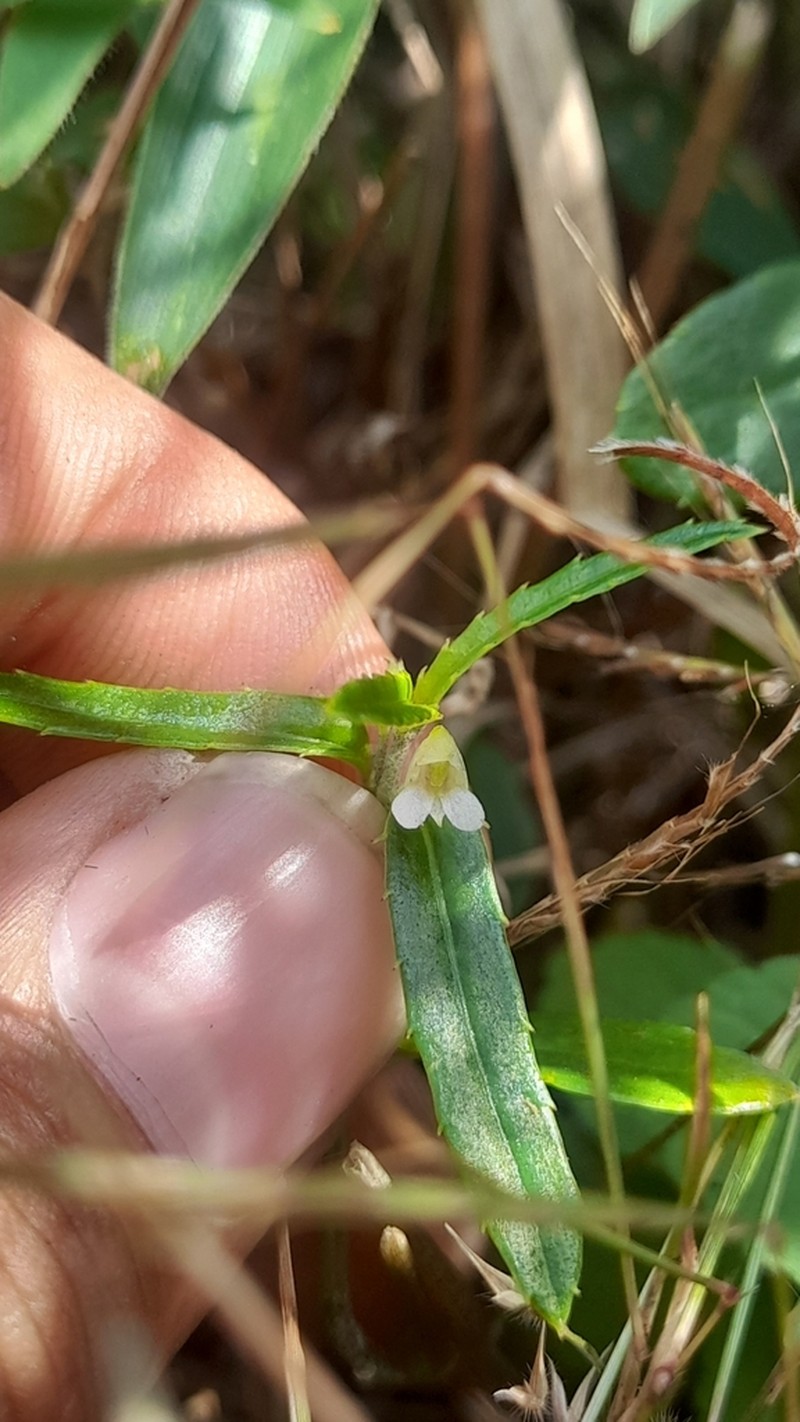 Impatiens herbicola photo 8