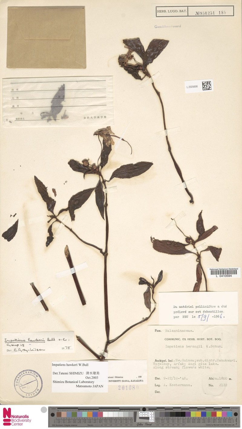 Impatiens herzogii photo 3