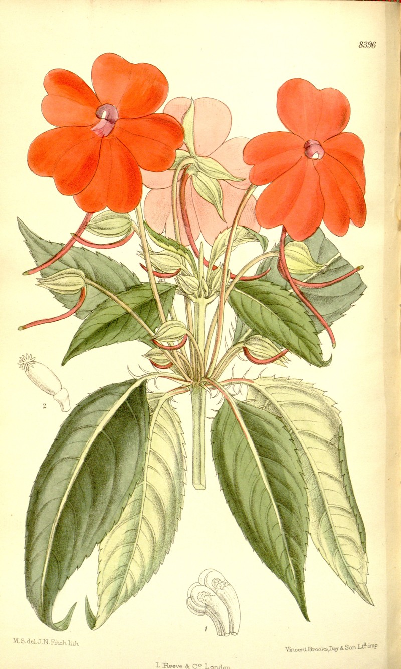 Impatiens herzogii
