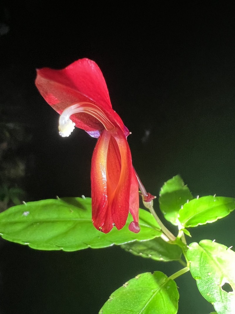 Impatiens hians