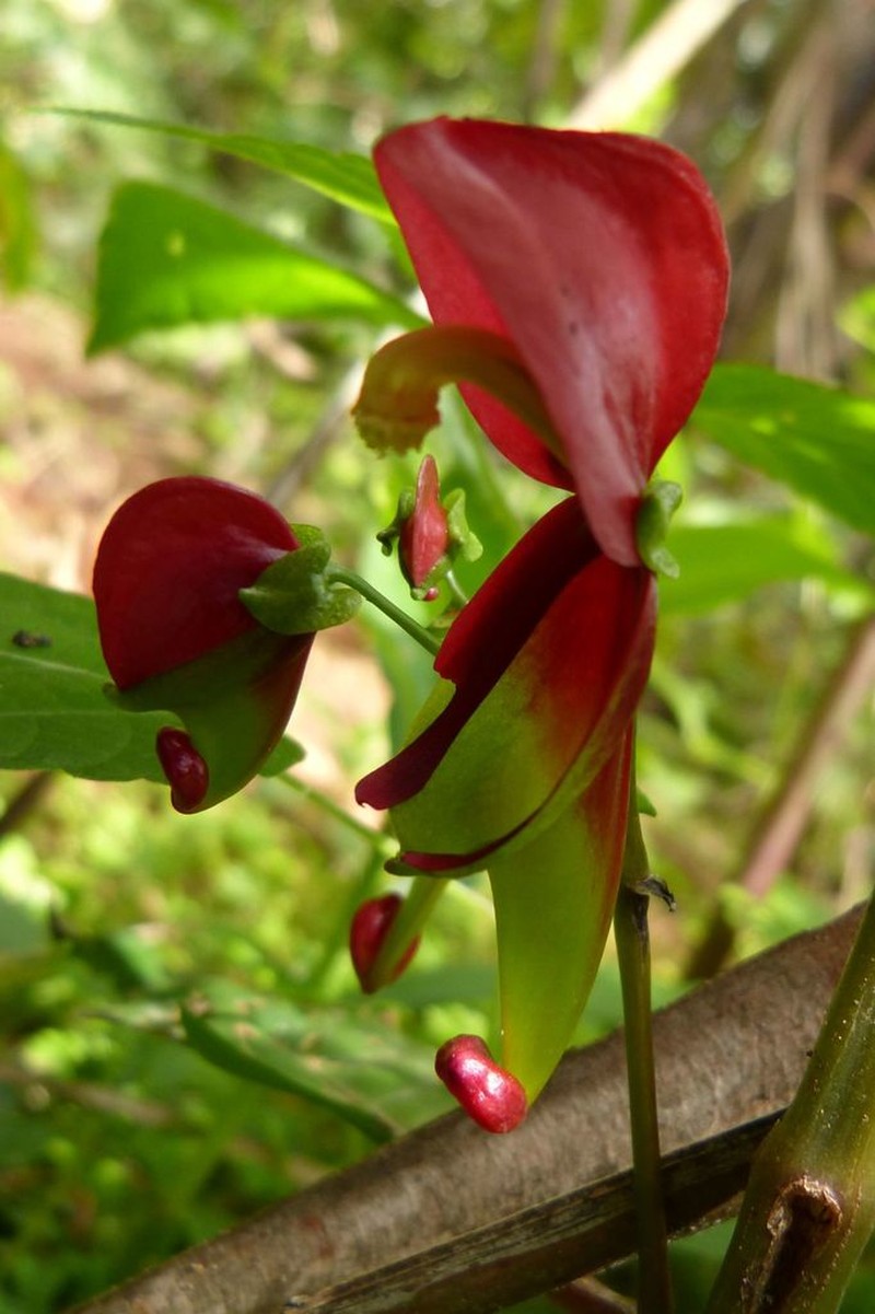 Impatiens hians photo 2