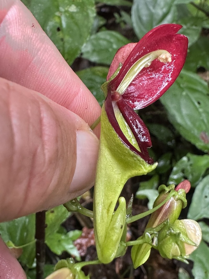 Impatiens hians photo 3