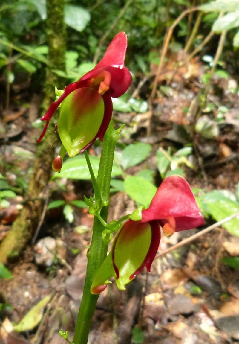 Impatiens hians photo 4