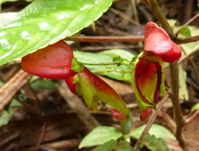 Impatiens hians photo 5