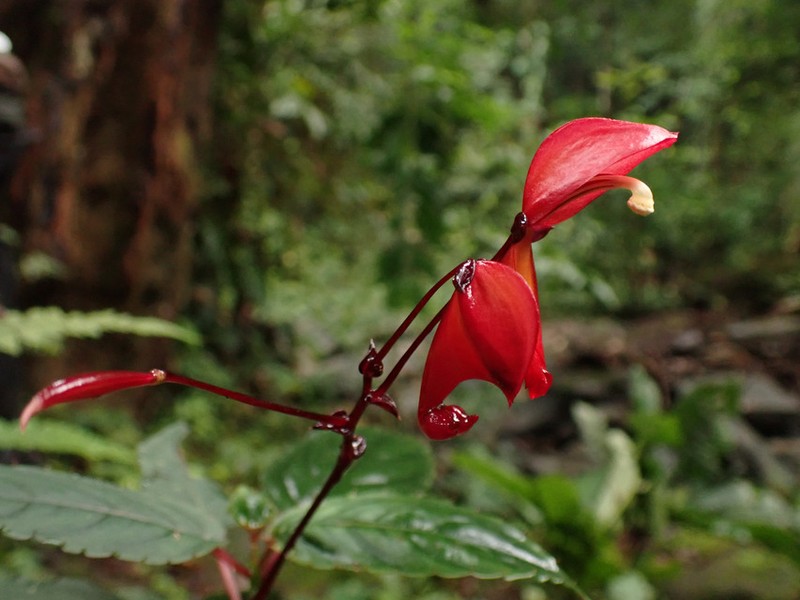 Impatiens hians photo 6