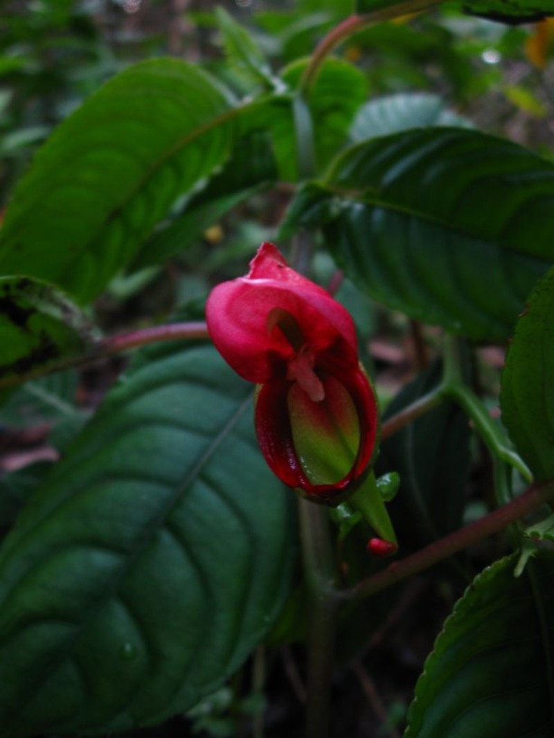 Impatiens hians var. hians
