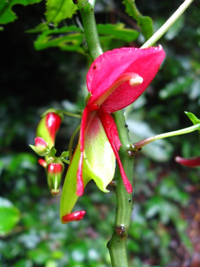 Impatiens hians var. hians photo 2