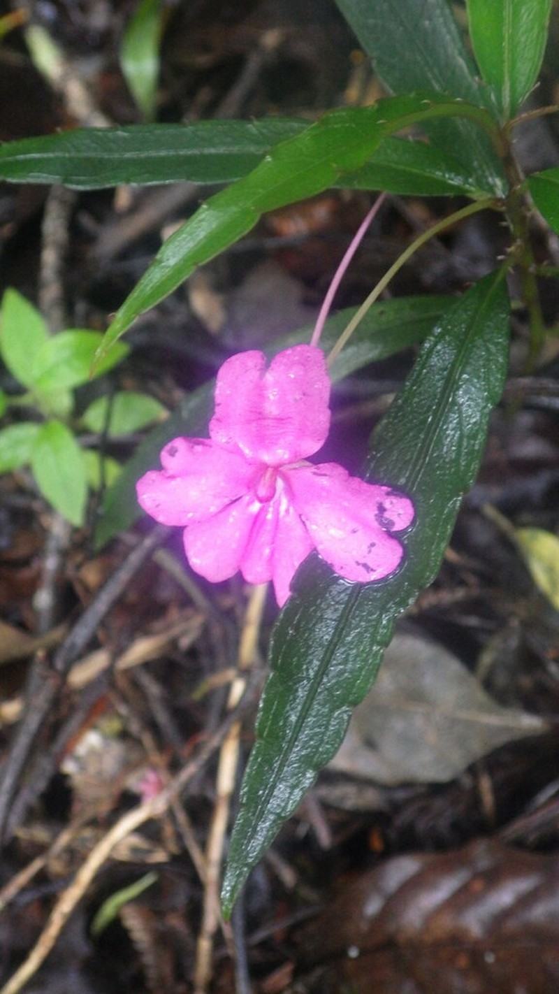 Impatiens hildebrandtii