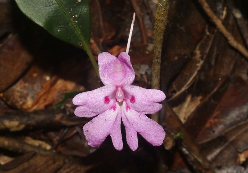 Impatiens hildebrandtii photo 2