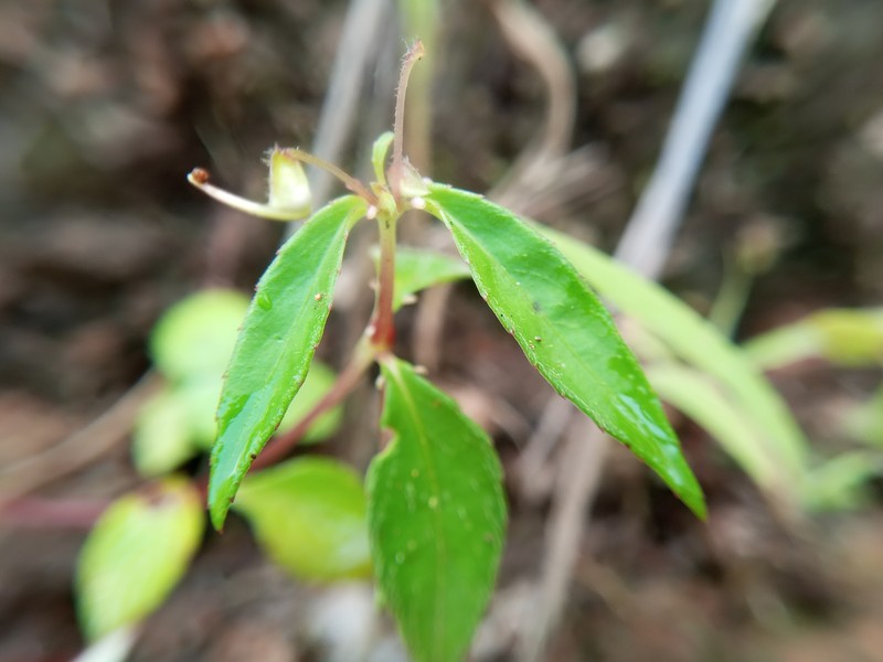 Impatiens hirsuta