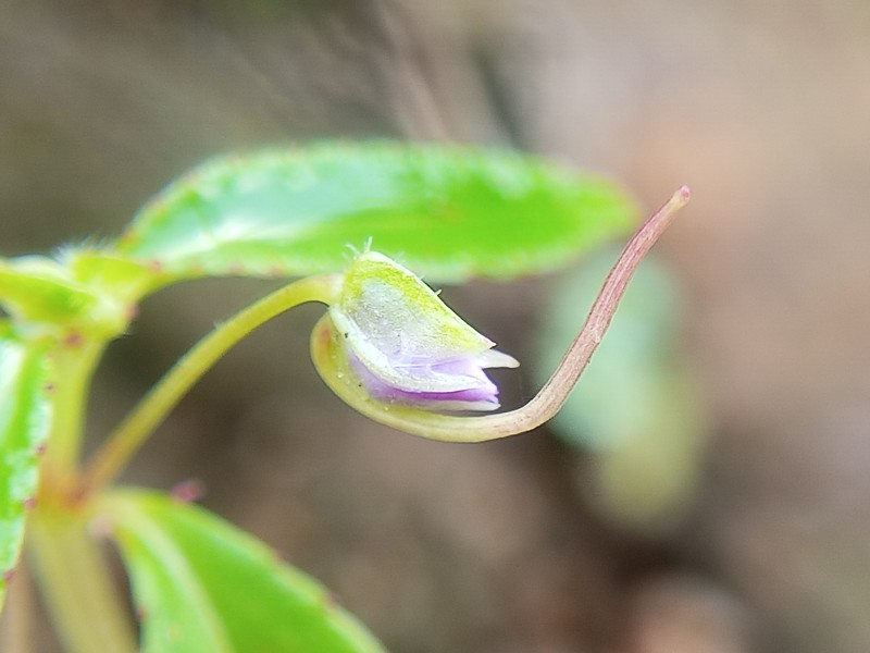 Impatiens hirsuta photo 2