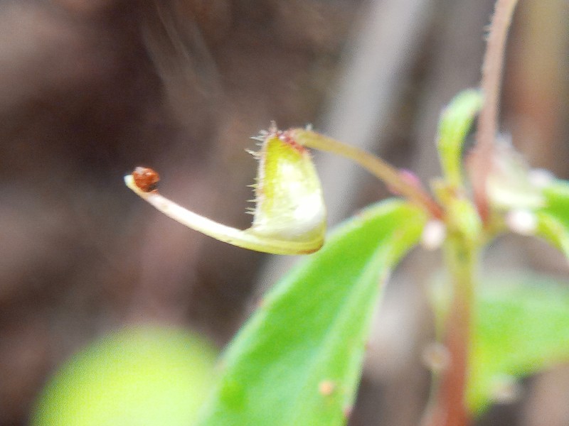 Impatiens hirsuta photo 4