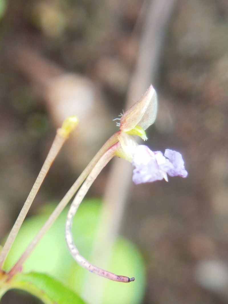 Impatiens hirsuta photo 6