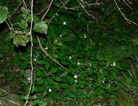 Impatiens hochstetteri