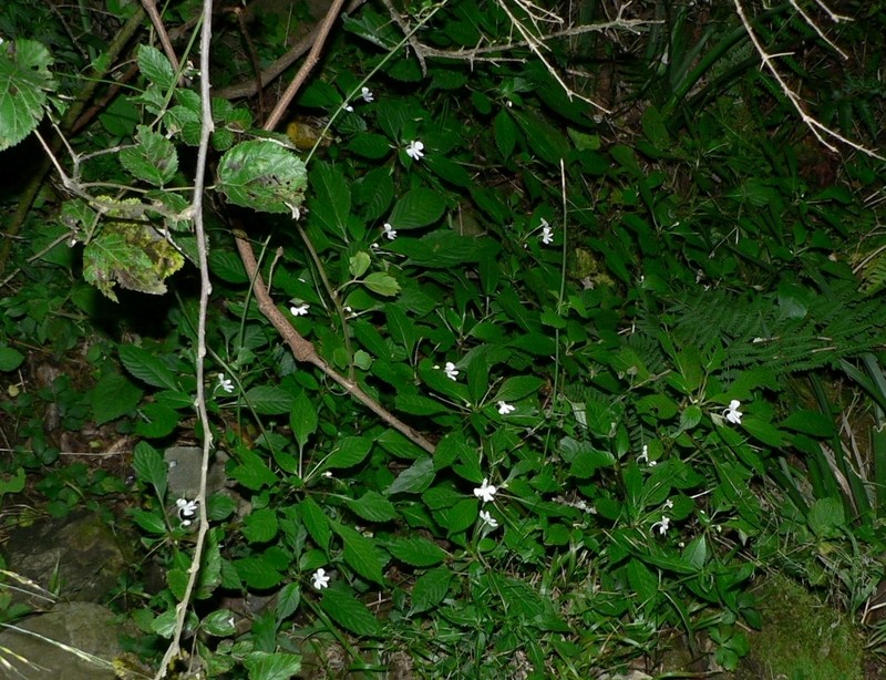 Impatiens hochstetteri