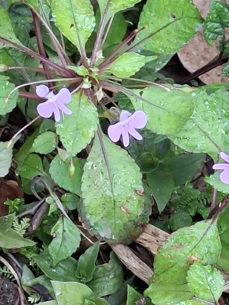 Impatiens hochstetteri photo 2