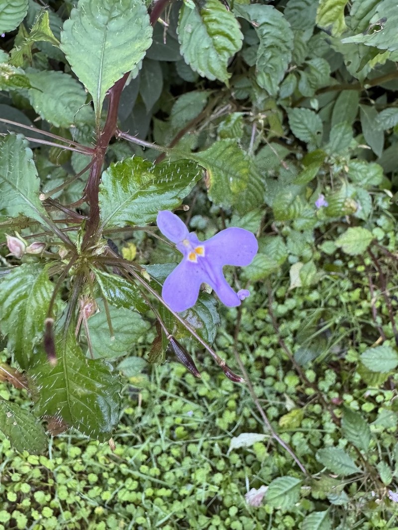 Impatiens hochstetteri photo 3