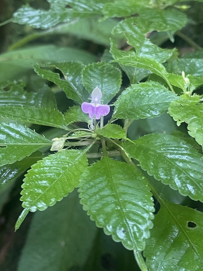 Impatiens hochstetteri photo 4