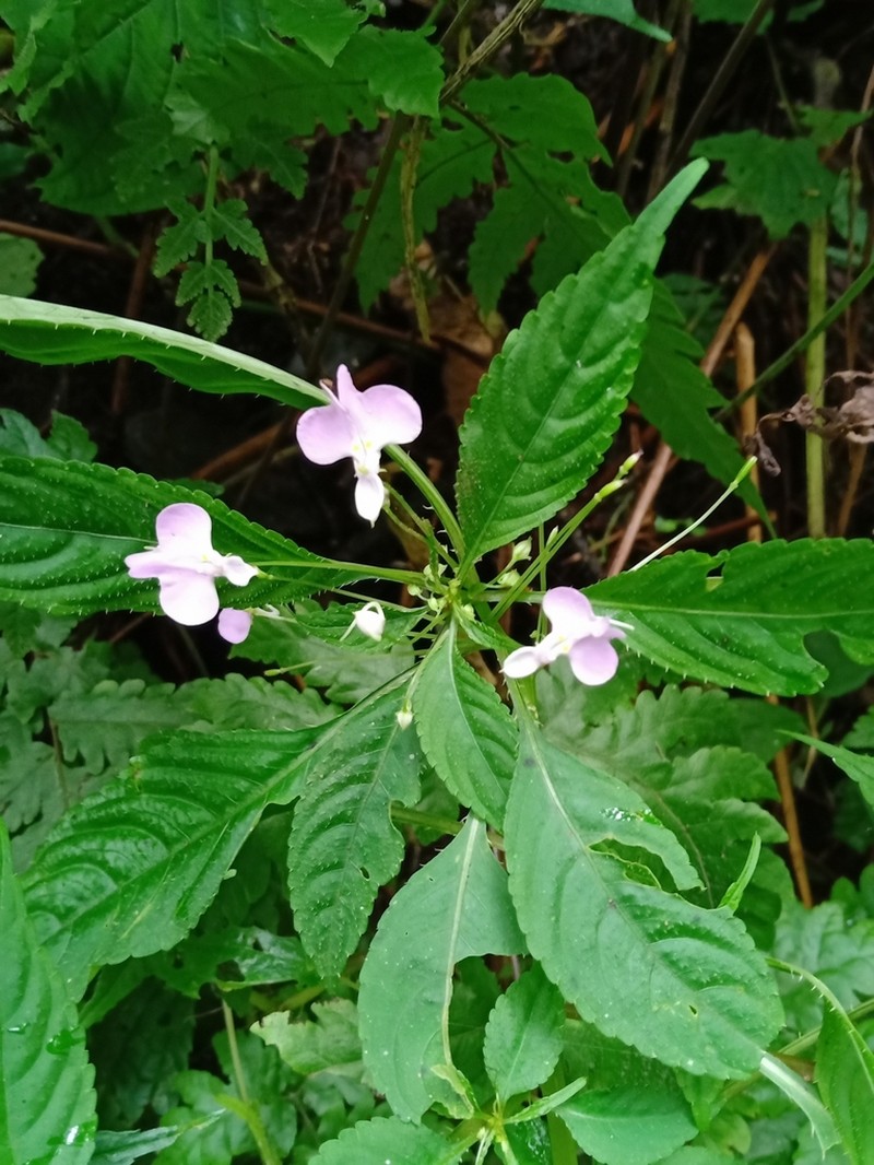 Impatiens hochstetteri photo 5