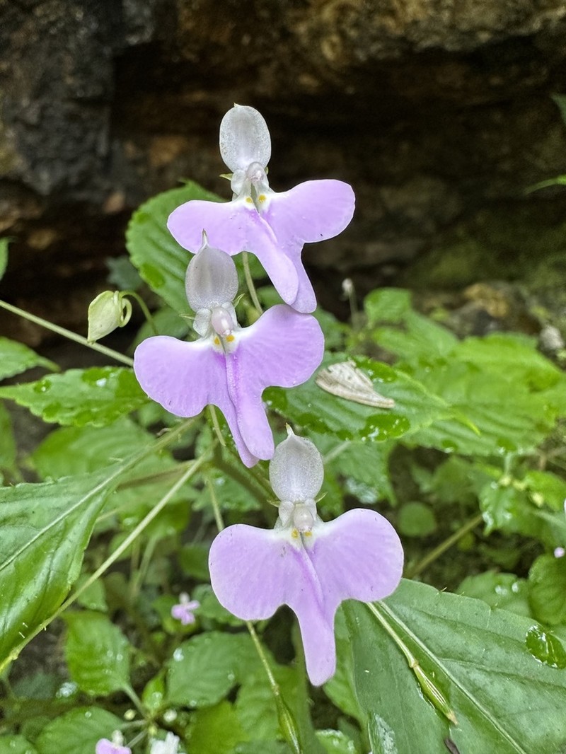 Impatiens hochstetteri photo 6