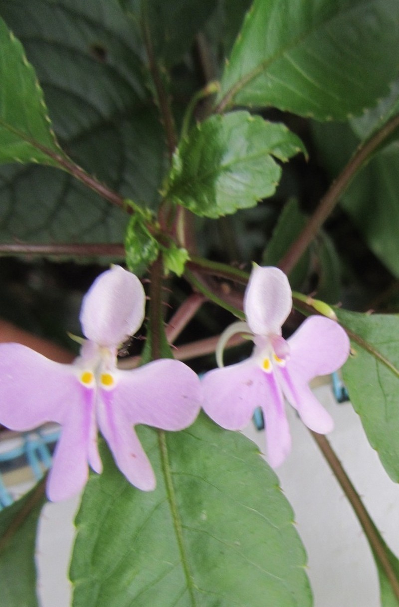 Impatiens hochstetteri photo 7