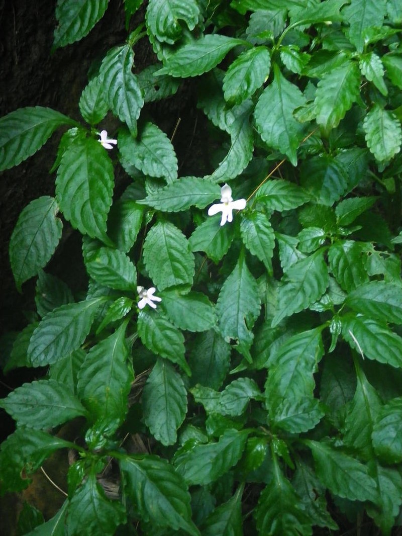 Impatiens hochstetteri photo 8