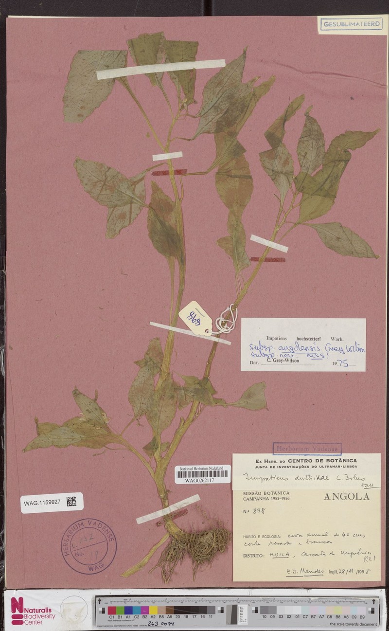 Impatiens hochstetteri subsp. angolensis