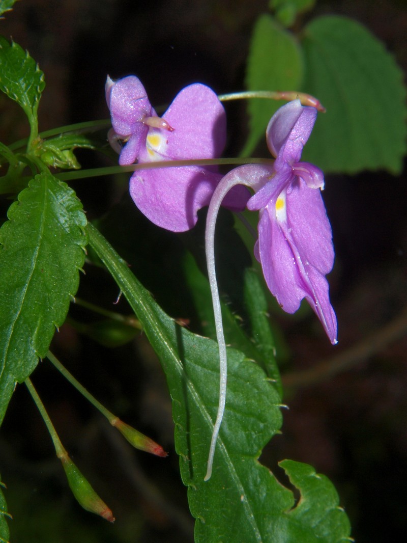 Impatiens hochstetteri subsp. fanshawei