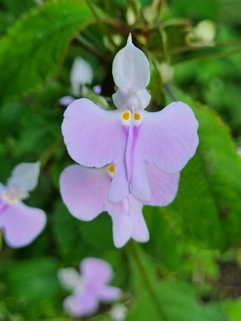 Impatiens hochstetteri subsp. hochstetteri