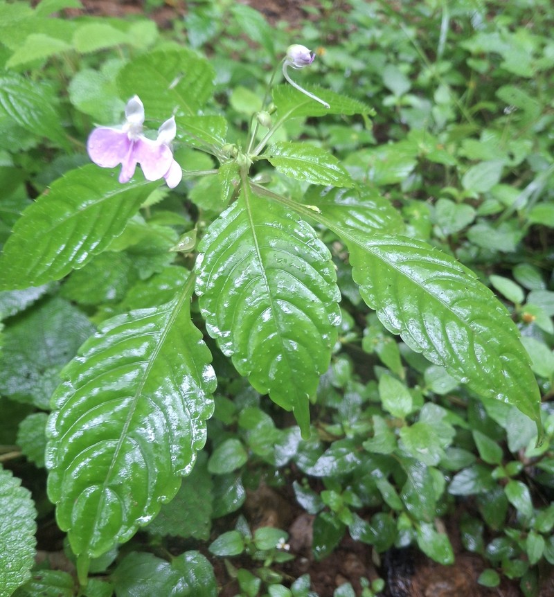 Impatiens hochstetteri subsp. hochstetteri photo 2
