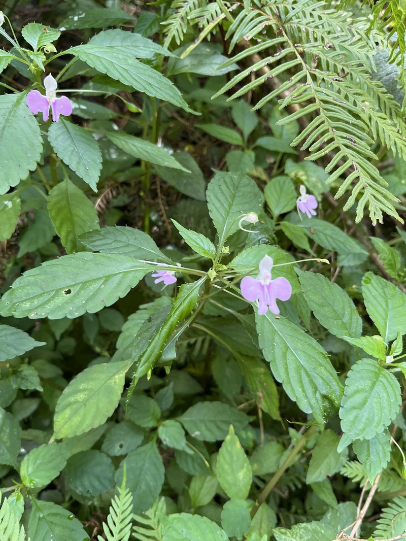 Impatiens hochstetteri subsp. hochstetteri photo 3