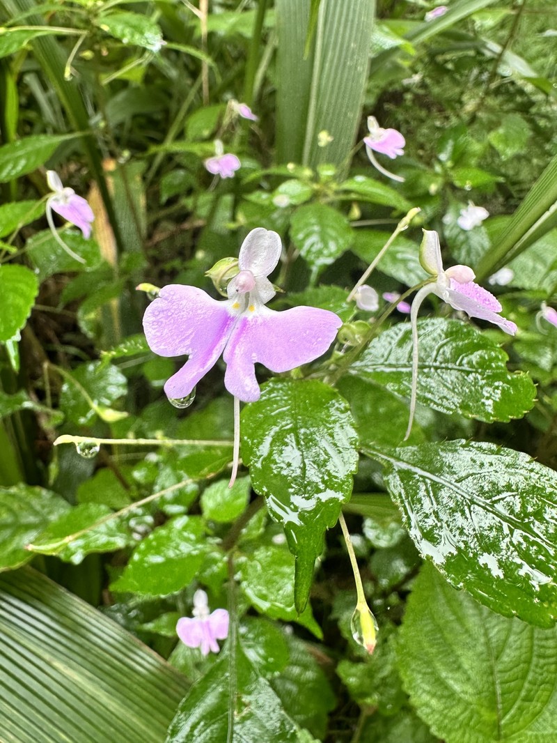 Impatiens hochstetteri subsp. hochstetteri photo 4