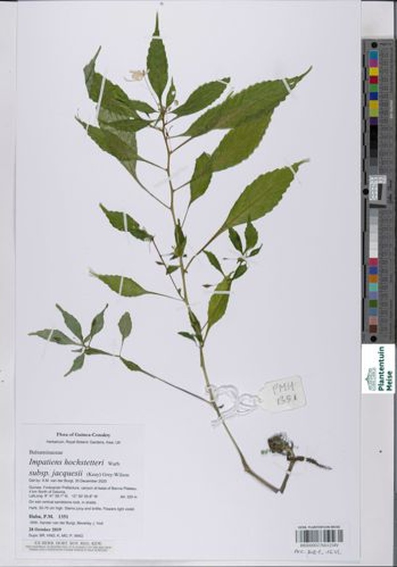 Impatiens hochstetteri subsp. jacquesii