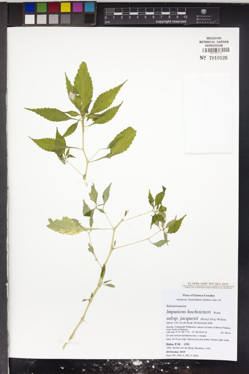 Impatiens hochstetteri subsp. jacquesii photo 2