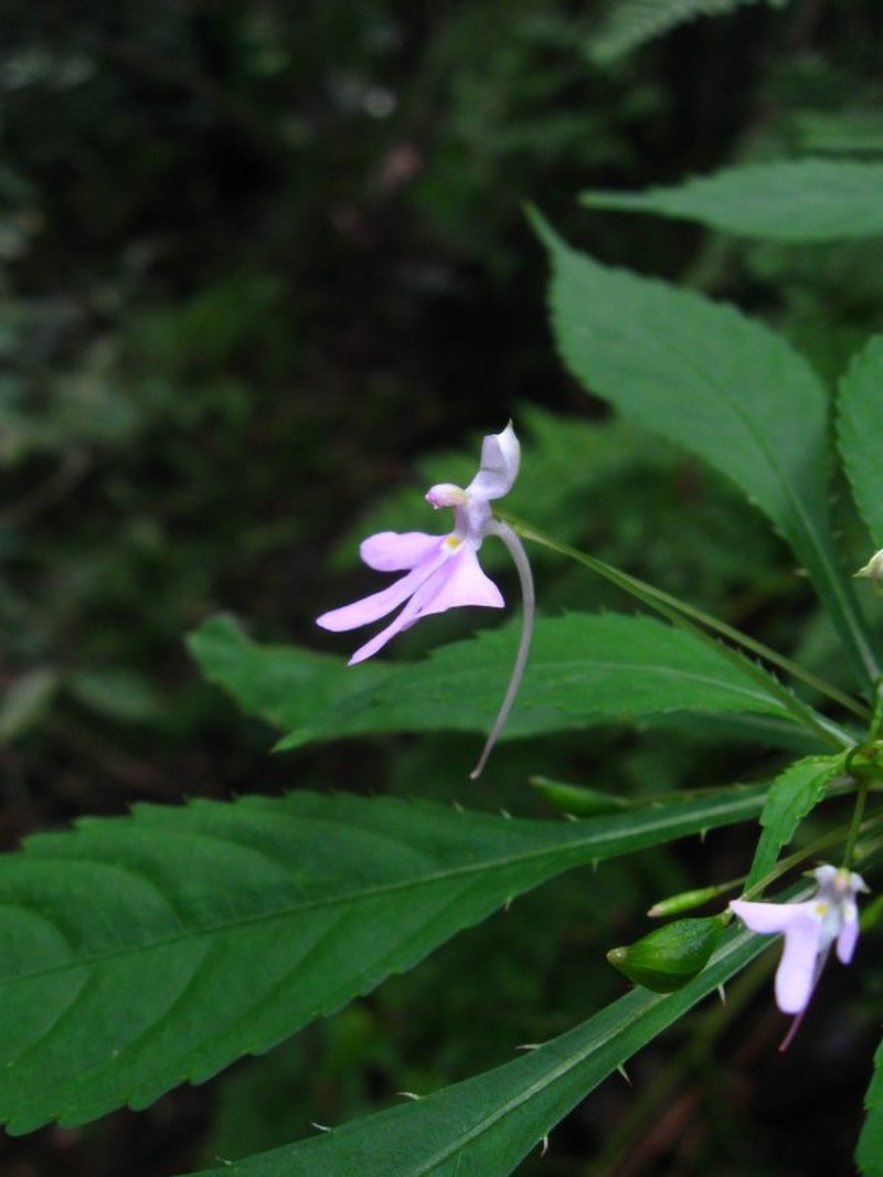 Impatiens hochstetteri subsp. jacquesii photo 3