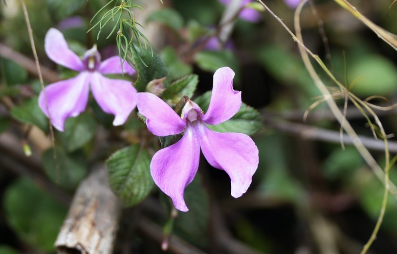 Impatiens hoehnelii