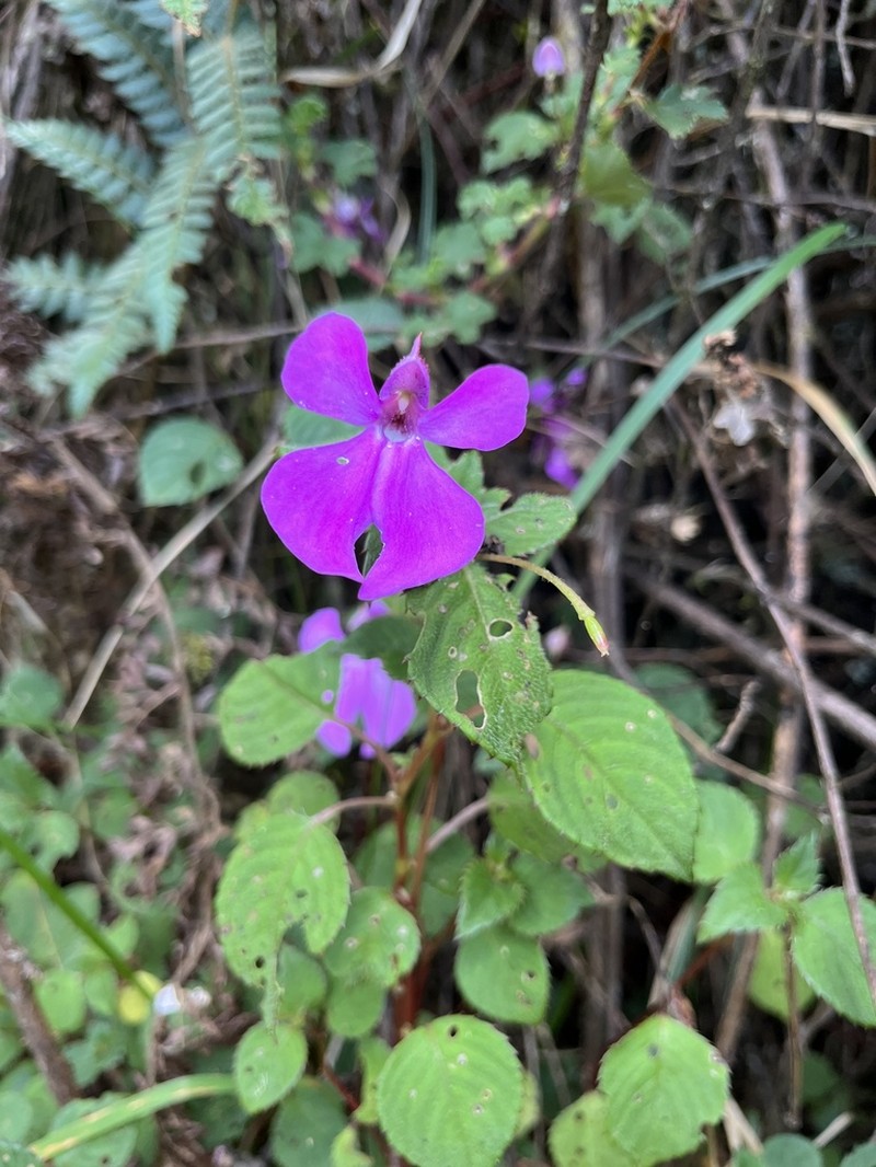 Impatiens hoehnelii photo 2