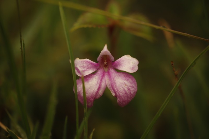 Impatiens hoehnelii photo 3