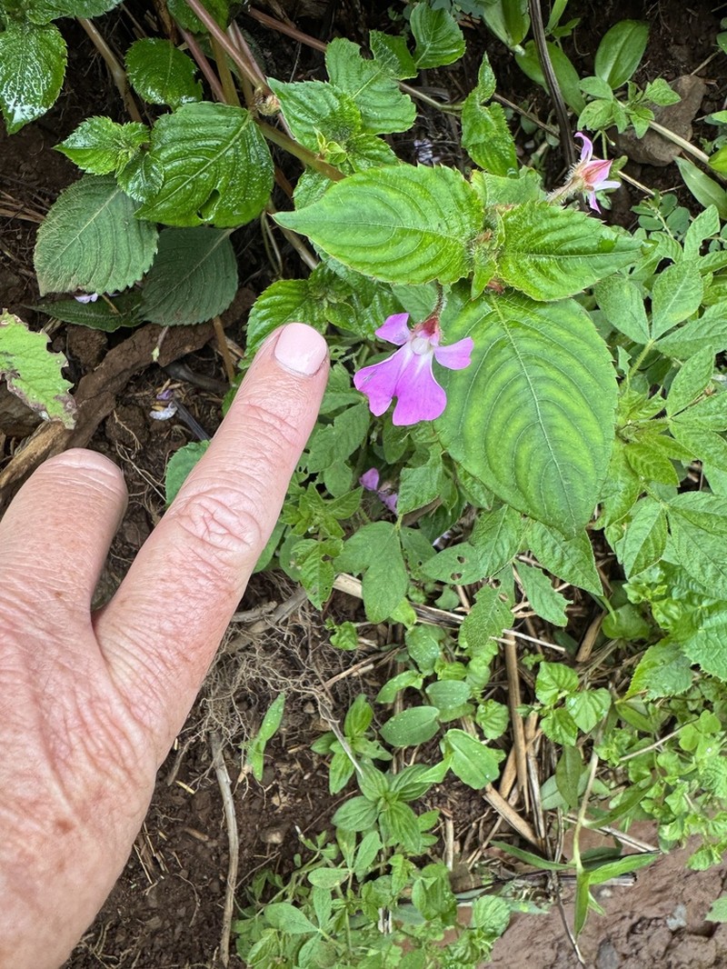 Impatiens hoehnelii photo 4