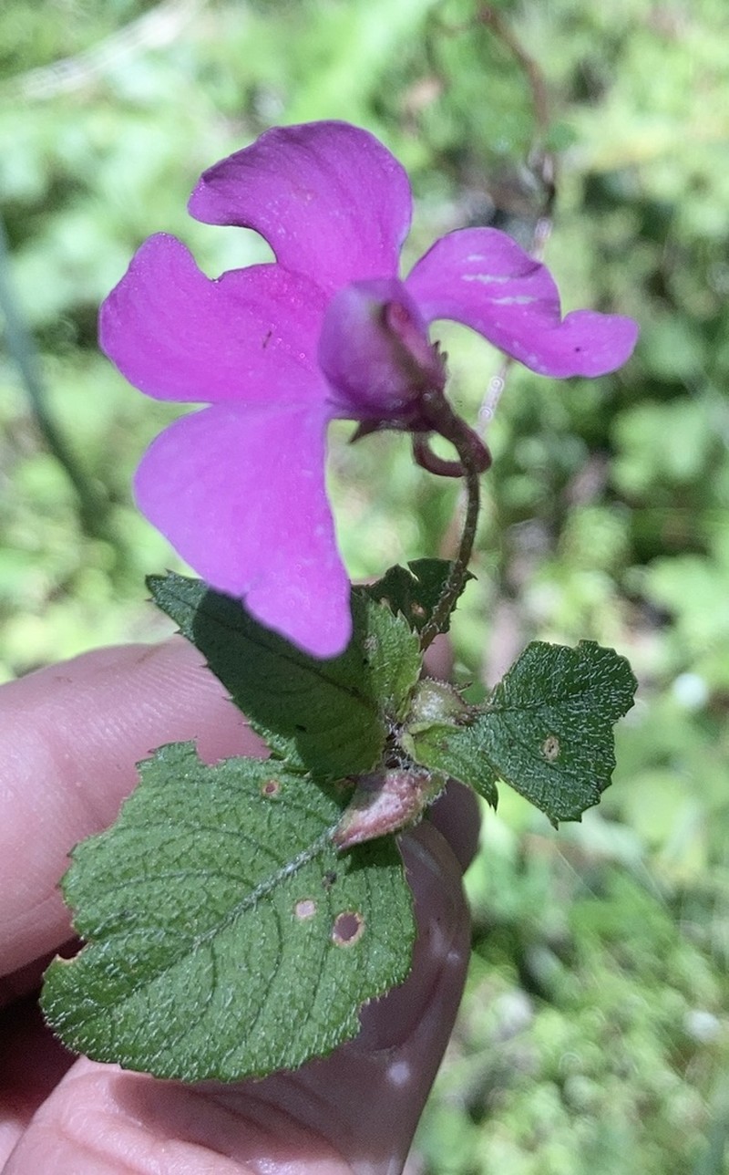 Impatiens hoehnelii photo 5