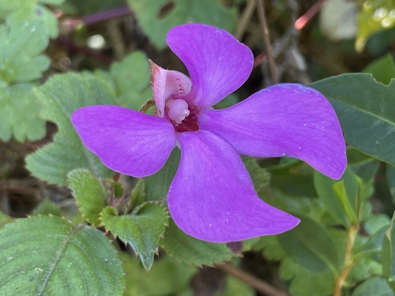 Impatiens hoehnelii photo 6