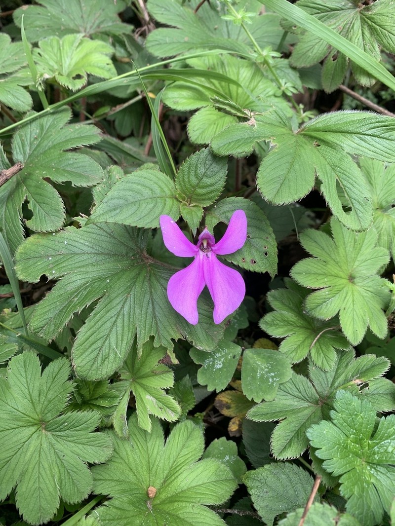Impatiens hoehnelii photo 7